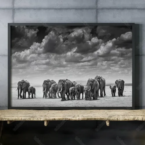 تابلو عکس سیاه سفید فیل